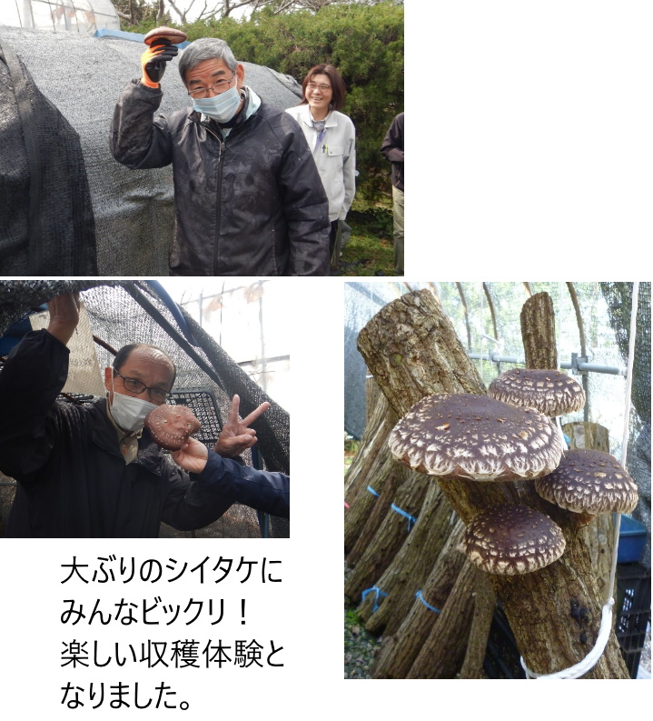 大ぶりのシイタケ