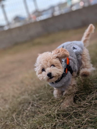 ペットフレンズ