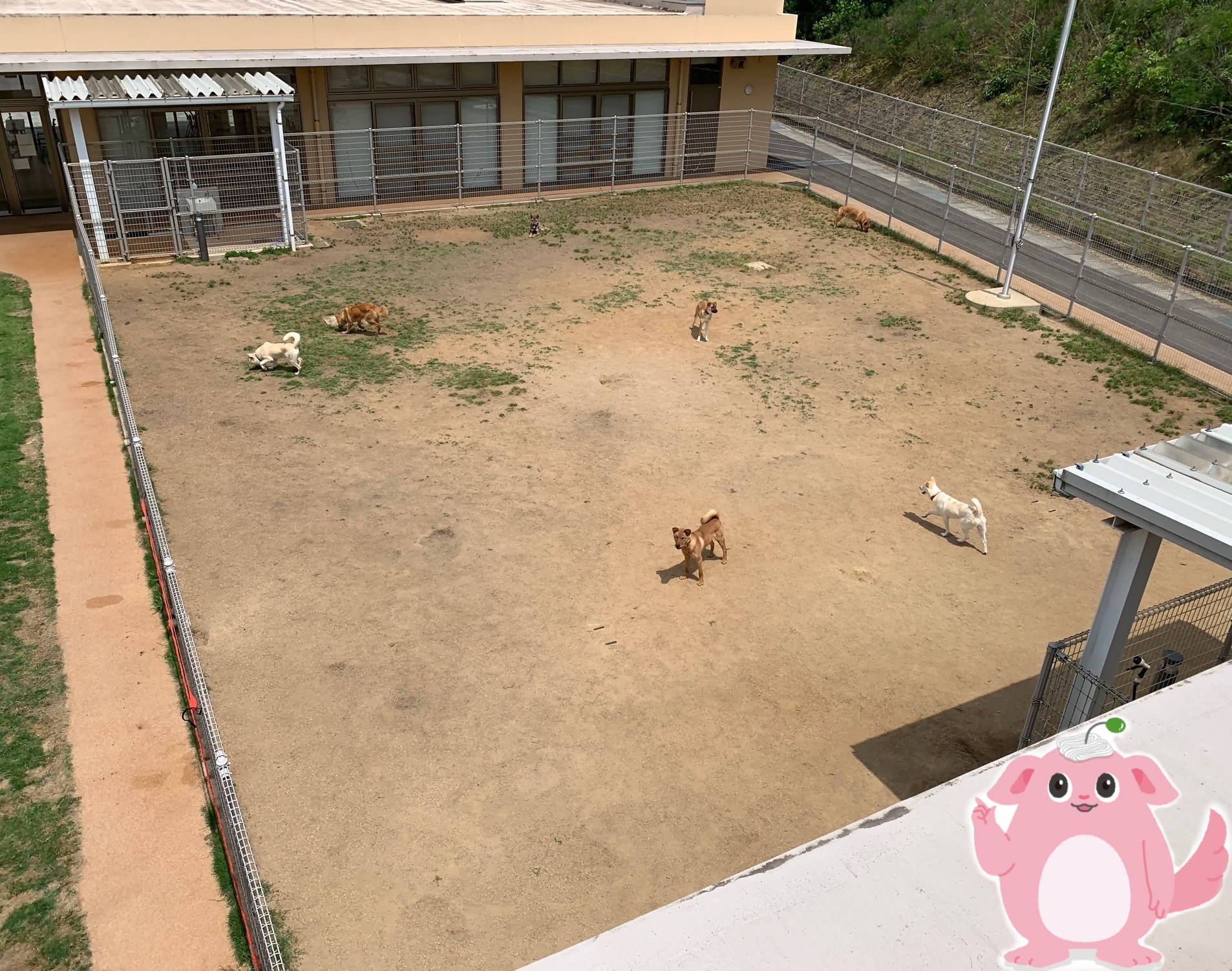 ドッグラン写真