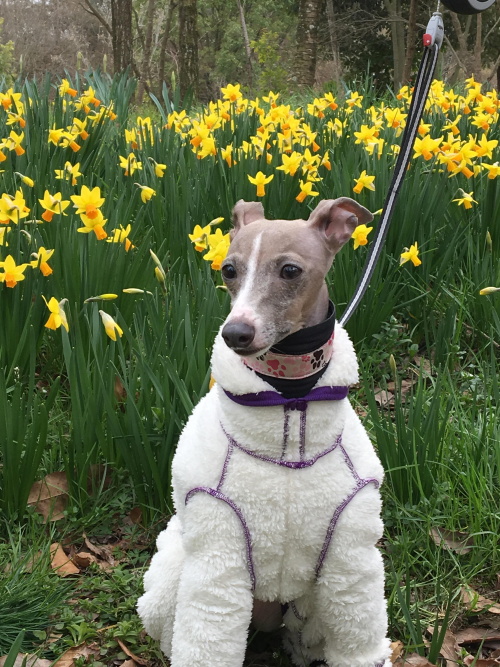 ペットフレンズ1