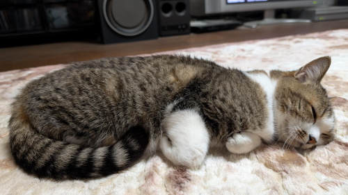 ペットフレンズ1