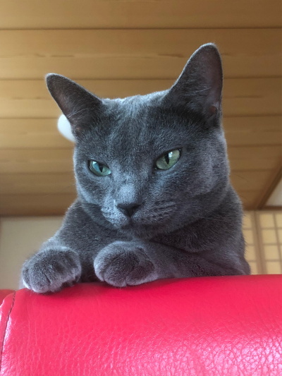 ペットフレンズ1