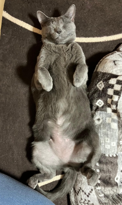 ペットフレンズ2