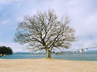 万葉の島　沙弥島の写真